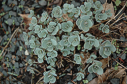 Purpurine Stonecrop (Sedum cauticola 'Purpurine') at A Very Successful Garden Center