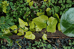 Sunrise Ivy (Hedera helix 'Sunrise') at A Very Successful Garden Center