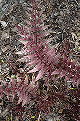 Burgundy Lace Painted Fern (Athyrium nipponicum 'Burgundy Lace') at Lakeshore Garden Centres