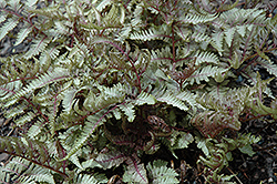 Red Beauty Painted Fern (Athyrium nipponicum 'Red Beauty') at Stonegate Gardens