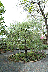 Silver Frost Weeping Willowleaf Pear (Pyrus salicifolia 'Silver Frost') at A Very Successful Garden Center