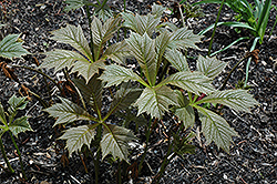 Rotlaub Rodgersia (Rodgersia podophylla 'Rotlaub') at Lakeshore Garden Centres