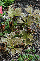 Bronzeleaf Rodgersia (Rodgersia podophylla 'Bronze Form') at A Very Successful Garden Center