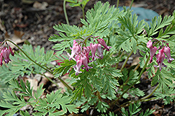 Dolly Sods Bleeding Heart (Dicentra eximia 'Dolly Sods') at Stonegate Gardens