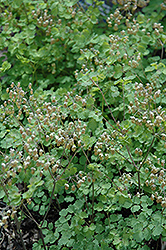 Early Meadow Rue (Thalictrum dioicum) at A Very Successful Garden Center