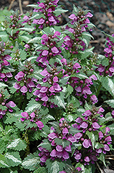Chequers Spotted Dead Nettle (Lamium maculatum 'Chequers') at A Very Successful Garden Center