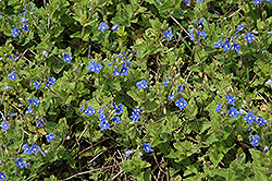 Miffy Brute Speedwell (Veronica chamaedrys 'Miffy Brute') at Lakeshore Garden Centres
