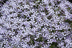 May Snow Moss Phlox (Phlox douglasii 'May Snow') at A Very Successful Garden Center