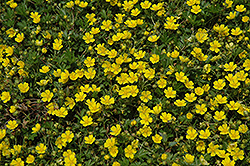Spring Cinquefoil (Potentilla neumanniana) at Stonegate Gardens