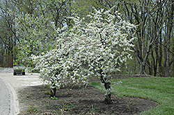 American Plum (Prunus americana) at A Very Successful Garden Center