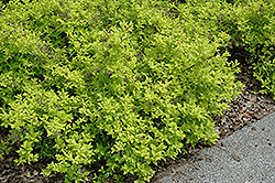 White Gold Spiraea (Spiraea japonica 'White Gold') at Stonegate Gardens