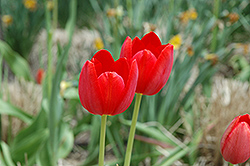 Grand Douceur Tulip (Tulipa 'Grand Douceur') at A Very Successful Garden Center