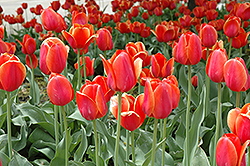 Temple Of Beauty Tulip (Tulipa 'Temple Of Beauty') at A Very Successful Garden Center