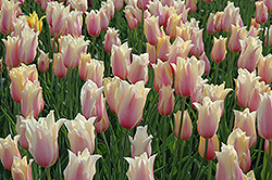 Blushing Lady Tulip (Tulipa 'Blushing Lady') at A Very Successful Garden Center