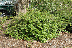 Dwarf Alpine Currant (Ribes alpinum 'Pumilum') at A Very Successful Garden Center