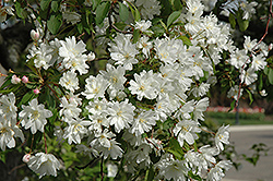 Blance Ames Flowering Crab (Malus 'Blanche Ames') at Lakeshore Garden Centres