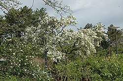 Blance Ames Flowering Crab (Malus 'Blanche Ames') at Lakeshore Garden Centres