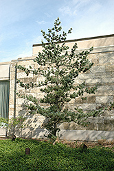 Japanese White Pine (Pinus parviflora) at A Very Successful Garden Center