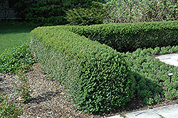 Northern Charm Boxwood (Buxus 'Wilson') at A Very Successful Garden Center