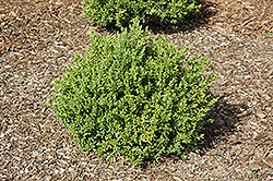 JW Singer Boxwood (Buxus microphylla 'JW Singer') at A Very Successful Garden Center