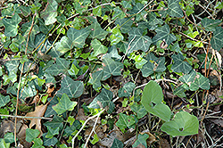 Bulgarian Ivy (Hedera helix 'Bulgaria') at A Very Successful Garden Center