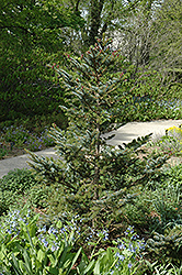Howell's Dwarf Tigertail Spruce (Picea bicolor 'Howell's Dwarf Tigertail') at A Very Successful Garden Center