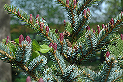 Howell's Dwarf Tigertail Spruce (Picea bicolor 'Howell's Dwarf Tigertail') at Lakeshore Garden Centres