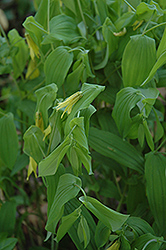 Great Merrybells (Uvularia grandiflora) at A Very Successful Garden Center