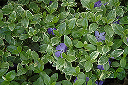 Sterling Silver Periwinkle (Vinca minor 'Sterling Silver') at A Very Successful Garden Center