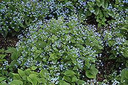 Siberian Bugloss (Brunnera macrophylla) at A Very Successful Garden Center
