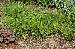 Gray's Sedge (Carex grayi) at A Very Successful Garden Center