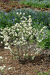 May Bouquet Fothergilla (Fothergilla monticola 'KLMsixteen') at A Very Successful Garden Center