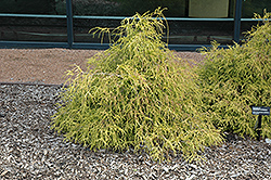 Sungold Falsecypress (Chamaecyparis pisifera 'Sungold') at Stonegate Gardens