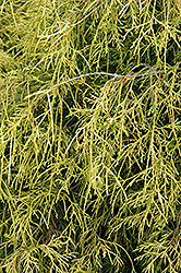 Sungold Falsecypress (Chamaecyparis pisifera 'Sungold') at Stonegate Gardens