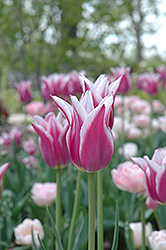 Maytime Tulip (Tulipa 'Maytime') at A Very Successful Garden Center