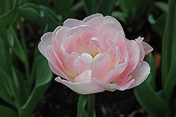 Angelique Tulip (Tulipa 'Angelique') at Stonegate Gardens