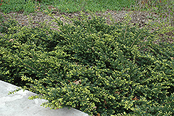 Everlow Yew (Taxus x media 'Everlow') at Lakeshore Garden Centres