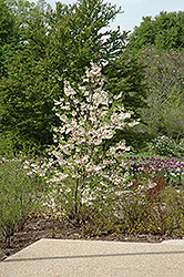 Pink Carolina Silverbell (Halesia tetraptera 'Rosea') at Stonegate Gardens
