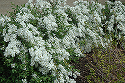 The Bride Pearlbush (Exochorda x macrantha 'The Bride') at A Very Successful Garden Center