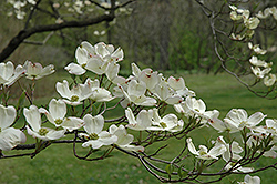 First Lady Flowering Dogwood (Cornus florida 'First Lady') at A Very Successful Garden Center