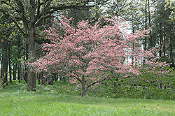 Sweetwater Red Flowering Dogwood (Cornus florida 'Sweetwater Red') at A Very Successful Garden Center