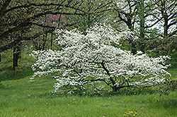 White Cloud Flowering Dogwood (Cornus florida 'White Cloud') at A Very Successful Garden Center