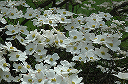 White Cloud Flowering Dogwood (Cornus florida 'White Cloud') at A Very Successful Garden Center