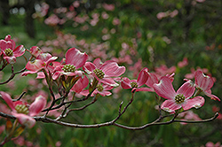 Sweetwater Red Flowering Dogwood (Cornus florida 'Sweetwater Red') at A Very Successful Garden Center
