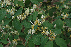 European Fly Honeysuckle (Lonicera xylosteum) at Stonegate Gardens