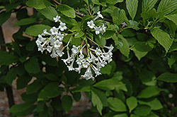 White Fragrant Viburnum (Viburnum farreri 'Album') at A Very Successful Garden Center