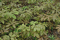 Wild Sarsaparilla (Aralia nudicaulis) at A Very Successful Garden Center