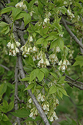 American Bladdernut (Staphylea trifolia) at A Very Successful Garden Center