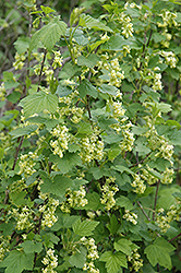 Wild Black Currant (Ribes americanum) at A Very Successful Garden Center