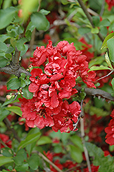 Spitfire Flowering Quince (Chaenomeles speciosa 'Spitfire') at A Very Successful Garden Center